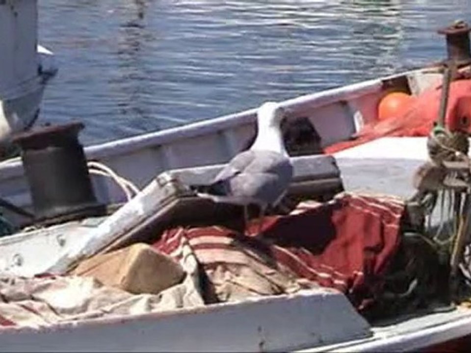 Les voiles du Vieux Port