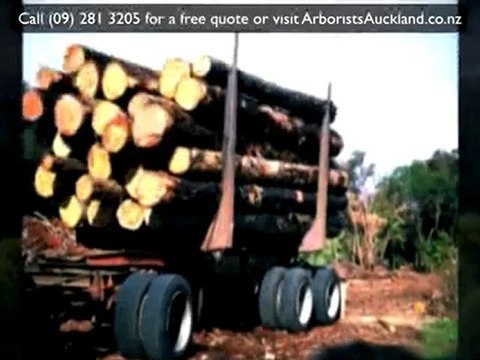 Arborist Auckland: Ph (09) 281 3205 for a top Auckland Arbo
