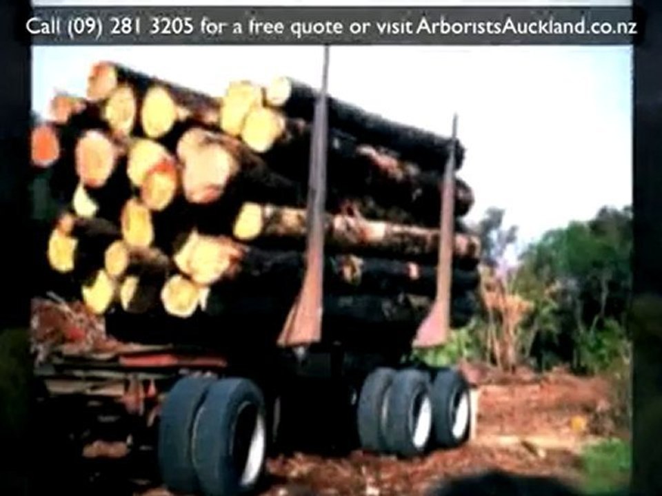 Arborist Auckland: Ph (09) 281 3205 for a top Auckland Arbo