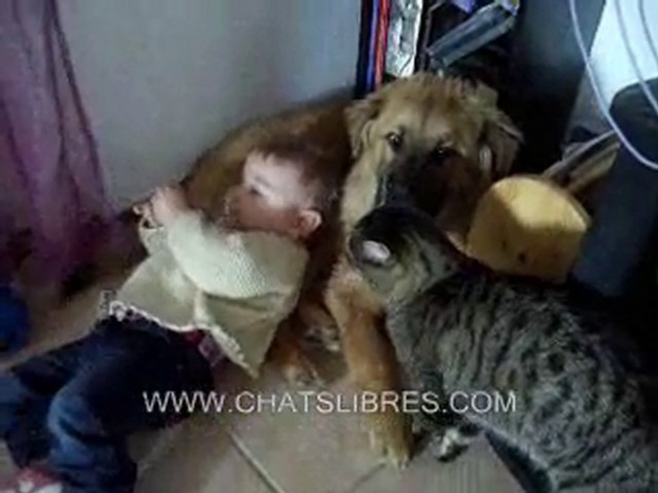 l'Amitié entre un chat, un chien, un bébé
