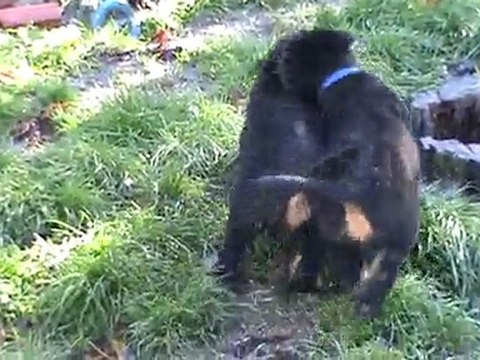 chiots beauceron des gardiens aux coeurs tendres