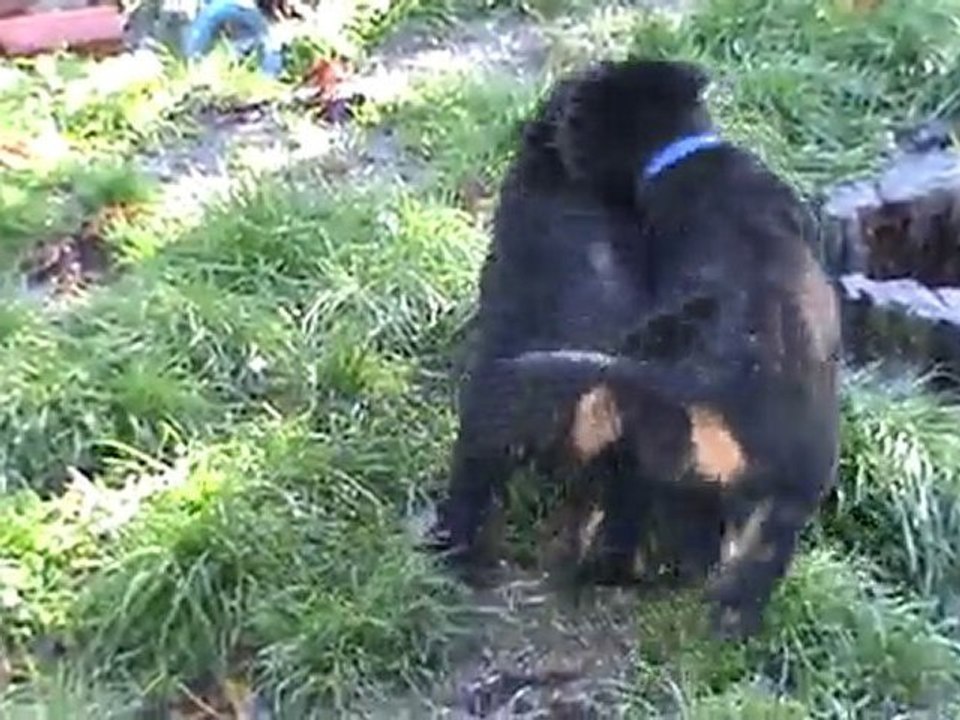 chiots beauceron des gardiens aux coeurs tendres