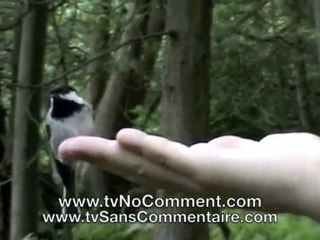 TV SANS COMMENTAIRE: 08 TVsansCommentaire.com - Allan Rich
