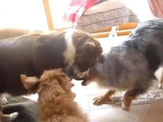 4 fauves pour une corde!!!