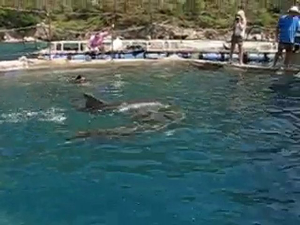 Yunus Parkından Kurtarılan Misha ve Tom rehabilitasyon surecinde
