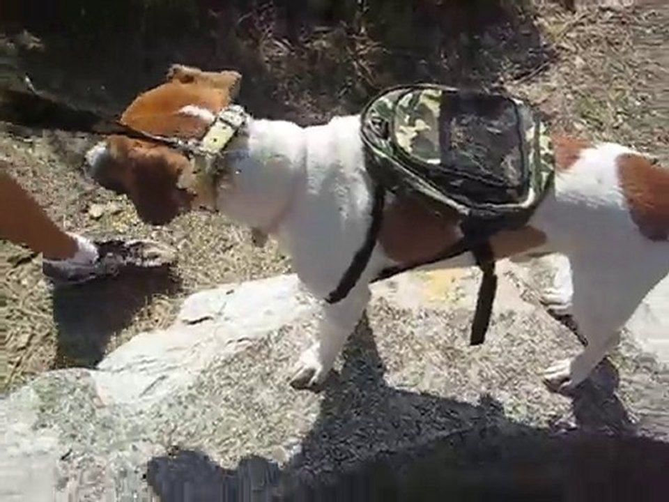 sac à dos pour chien comique ! Training  Army for War