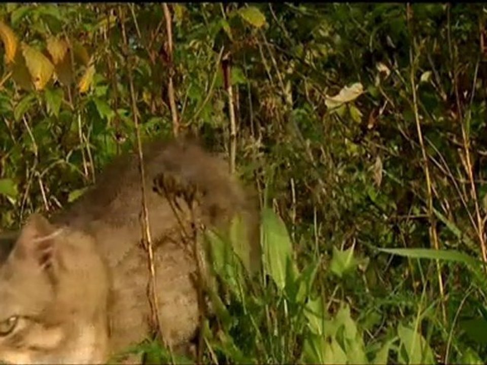 Tchernobyl, la nature reprend ses droits