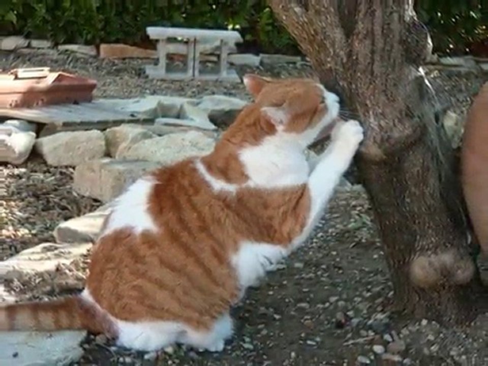 les vacances chez les pinouxx