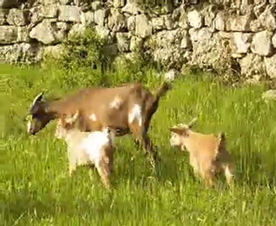 Chevreaux nains s'amusent au milieu des chevrettes Alpin