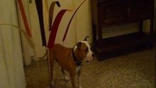 AQUILES