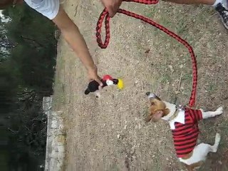 maillot de rugby pour chien avec laisse rouge et noire