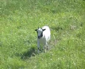 Juste pour le plaisir de voir une boule de poils galoper