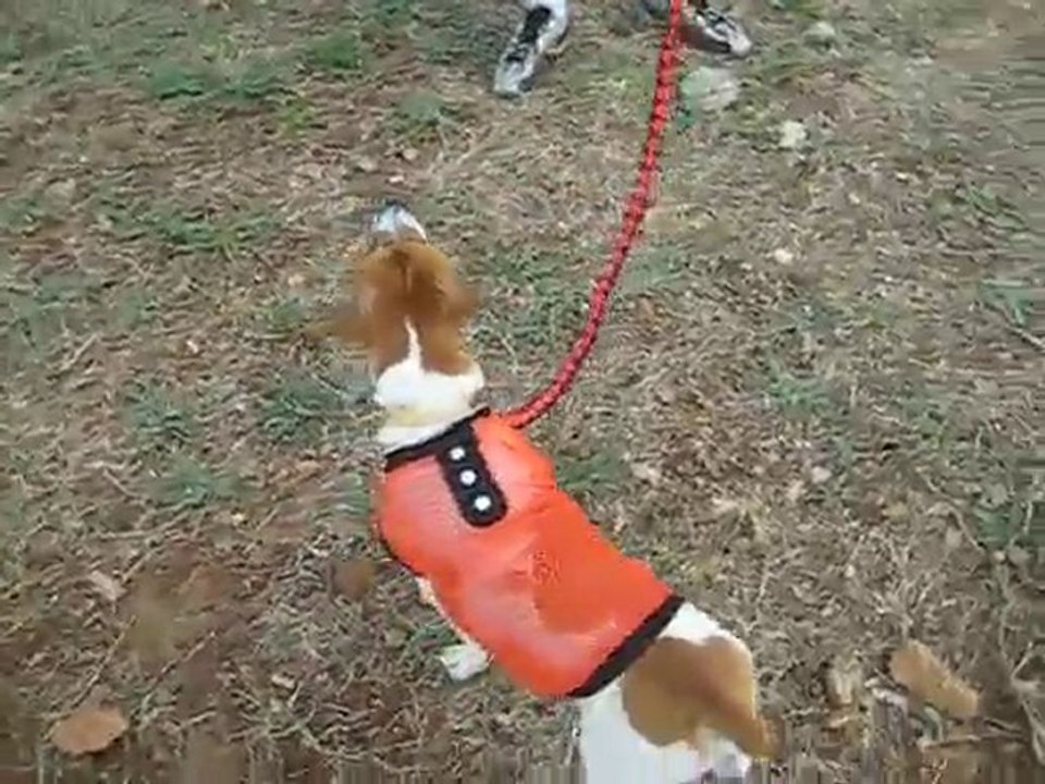tee shirt orange pour chien saintepromos magasin vétérinaire