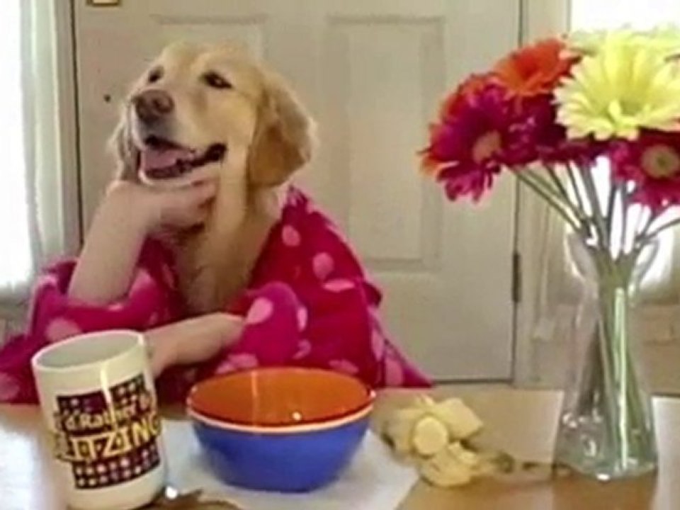 UNE VIE DE CHIEN AU PETIT DEJEUNER