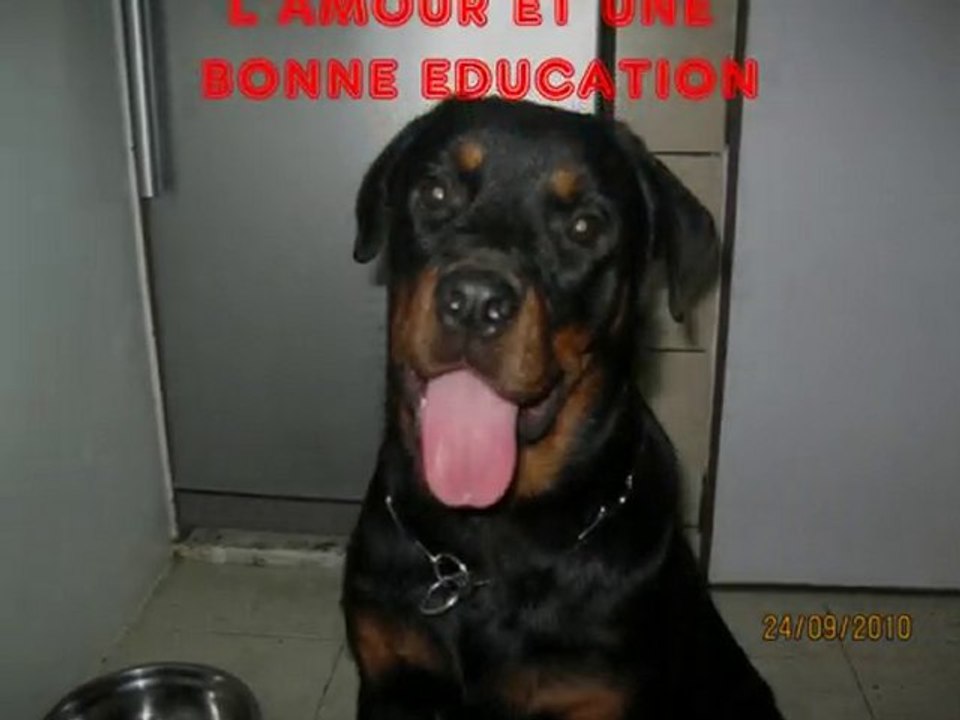 MON ROTTWEILER ZENA