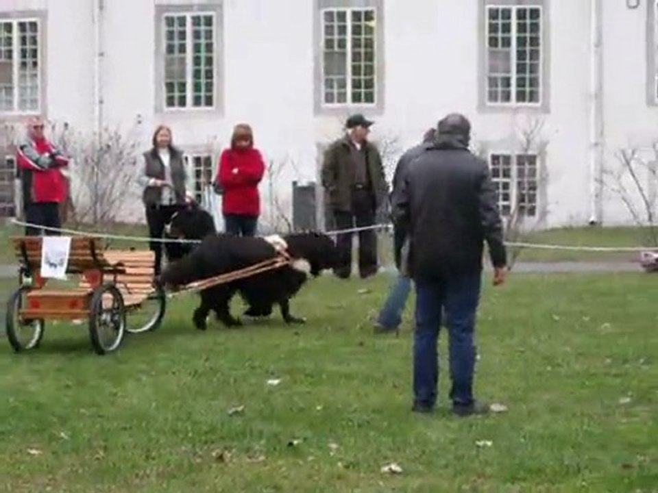 13-11-2010-VID4