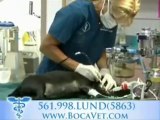 Lund Animal Hospital, Deerfield Beach, FL, Animal Hospital,