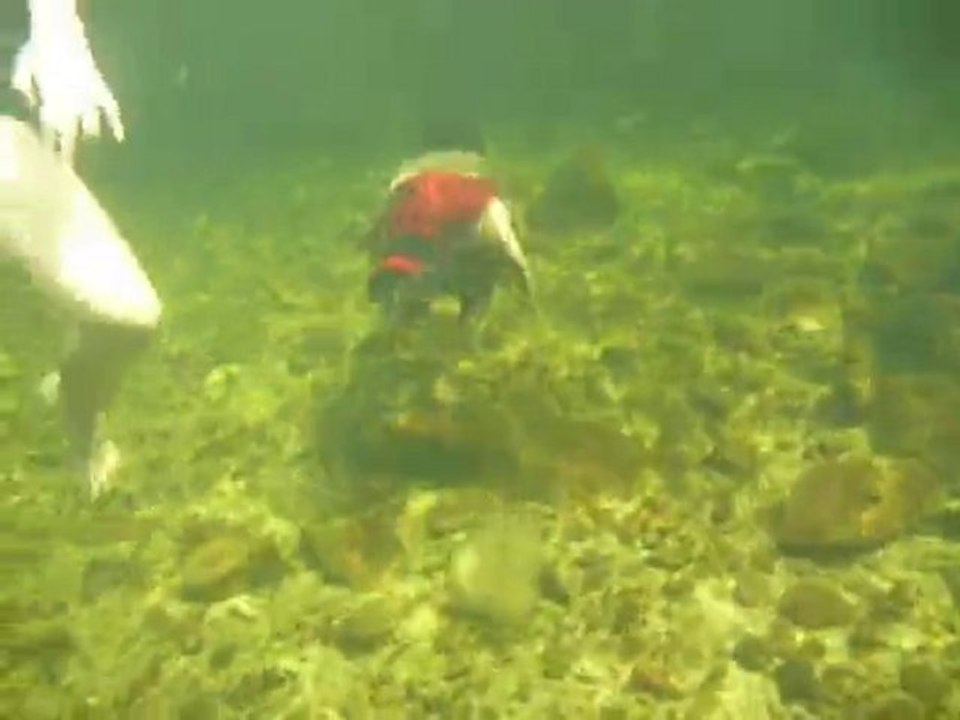 fish + aboriginal florence fall