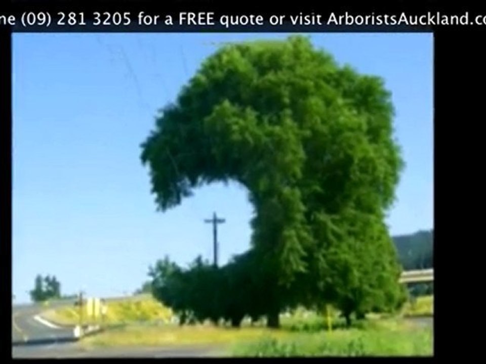 Hedge Trimming Auckland: Ph(09) 2813205 for hedge trimming