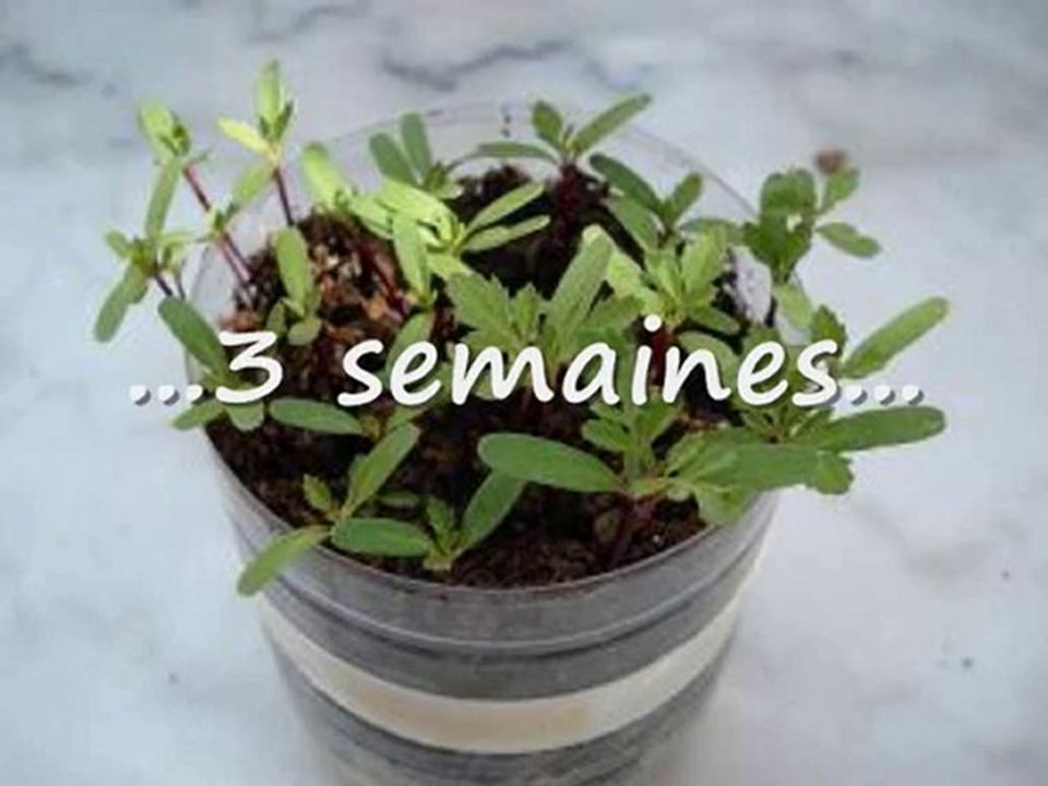 faire pousser des oeillets d'Inde sur son balcon