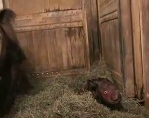 rhinoceros de Sumatra naissance