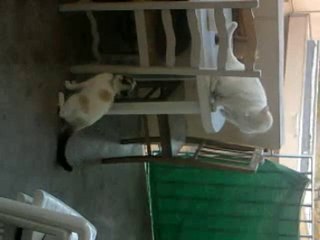 2 chat en plein discution tendu lol