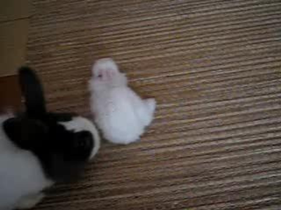 Ptits Zazous : Ptit lapinou blanc