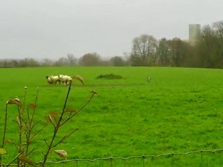 dixie Cl1 Sp Border Provizy 13-11-2010