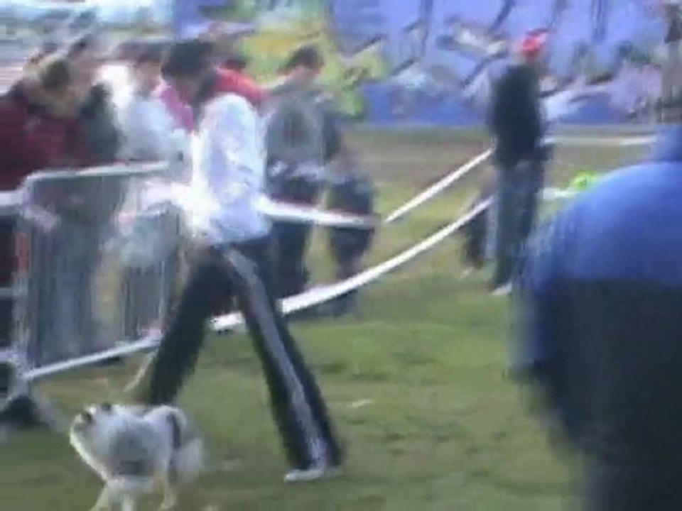 Eden Blue Agility Brive 31-10-2010