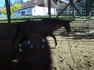 Mynos trot