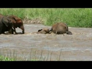 Elephant River Rescue in Tanzania Africa