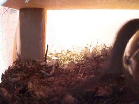 gerbille 7 mois et 2 semaines 95G 019