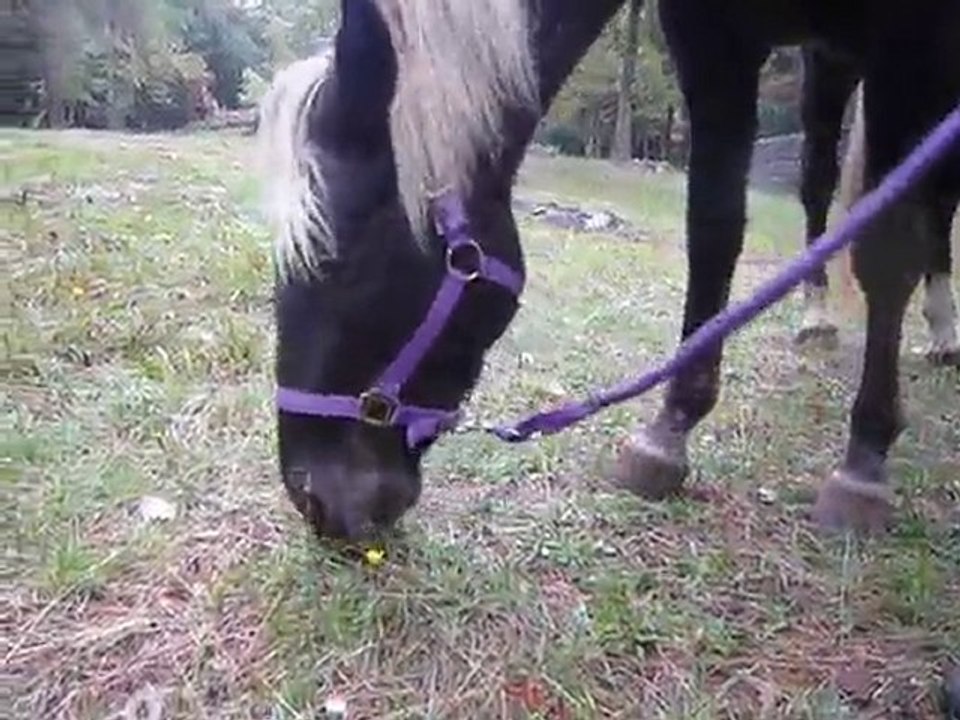 Silver Sam dans les bois