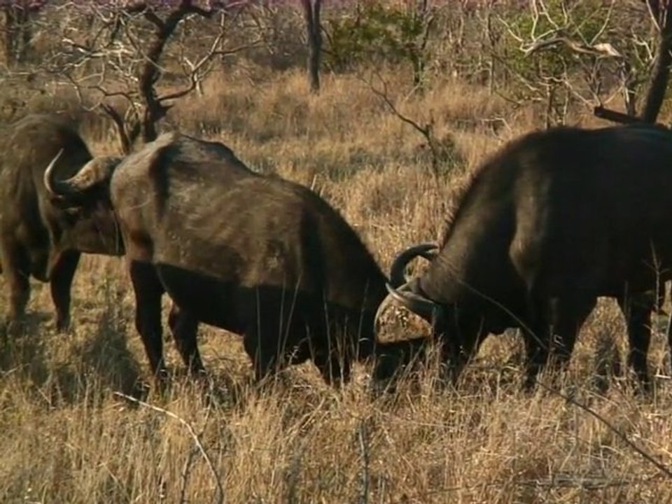 safari.tv diary - 10 November 2010