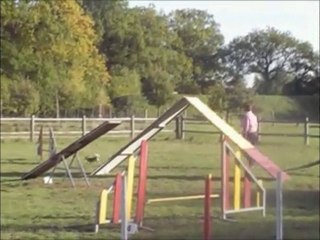 dove , valéa et binkie agility