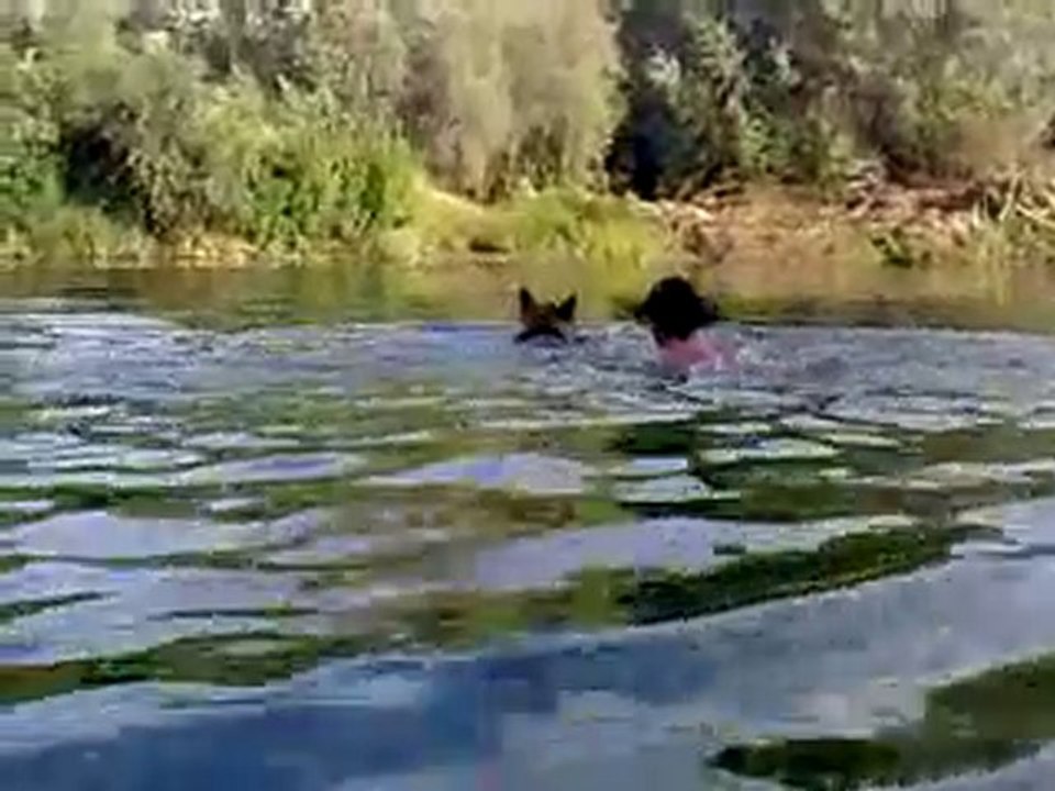 Волки Закарпатской Амазонки