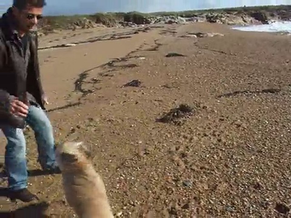 Dingle à la mer après la tempête (1)