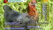 Togetherness & Simple Living at Cariad Farm Sanctuary - P2/2
