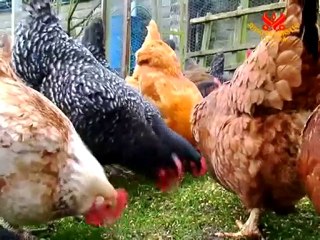 Heather Patrick of Mercy For Animals