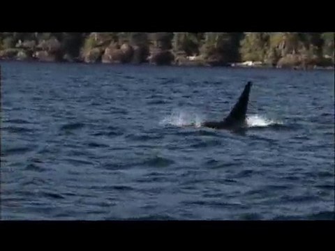 Northern Vancouver Island, British Columbia