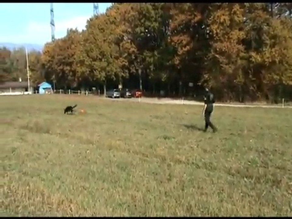 Xar von Grauen Star - montage - éducation chiot