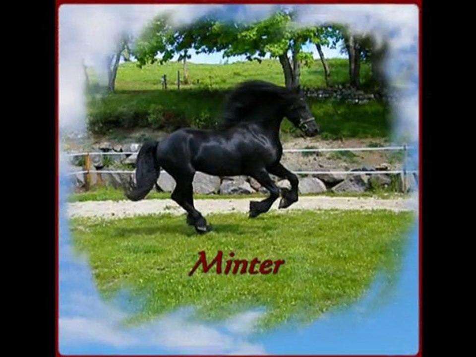 Domaine des Chevaux d'Ebène, frison et arabo-frison