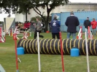 Brownie - Jumping Fos