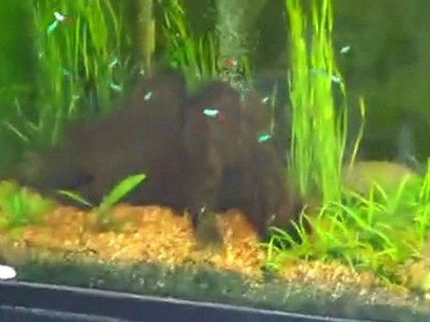 Adding fish too quickly to my 90 Gallon Neon Tank.