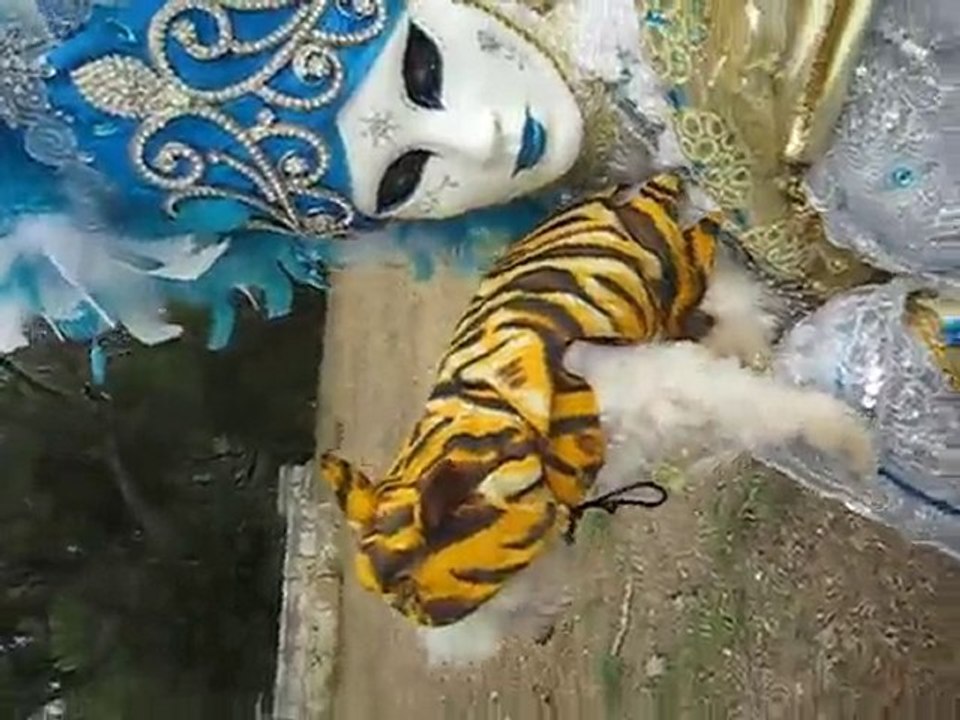 imperméable pour chien mode canine vétérinaire Dog Fashion