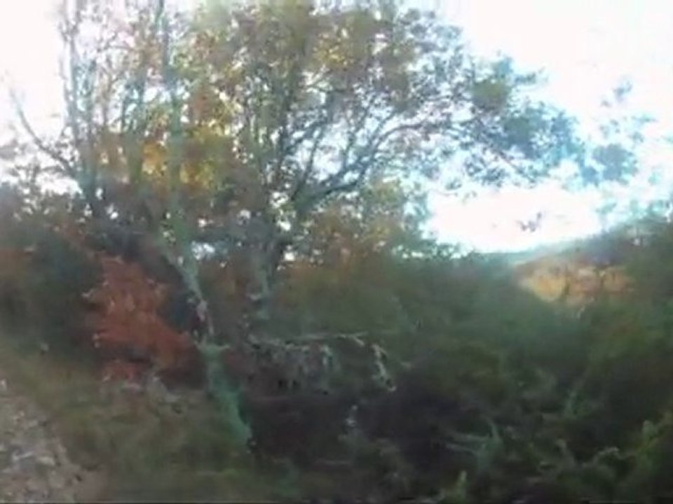 chasse du lievre chien courant