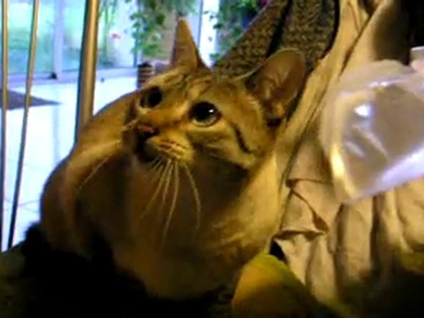 Syndrome Du Chat Tigre Video Dailymotion