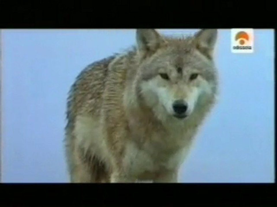 El lobo: Historia