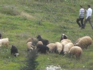 kurban pazarı sultangazi 2010