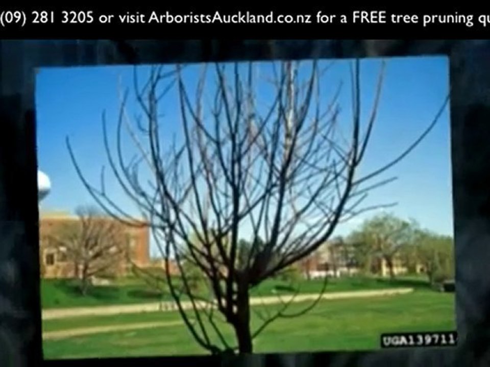 Tree Pruning Auckland: Ph (09) 2813205 for tree pruning